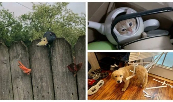 30 забавных снимков животных, попавших в затруднительные ситуации (31 фото)