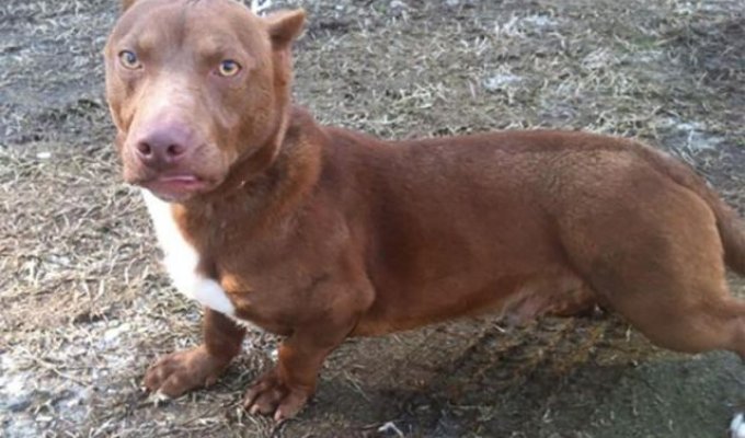What does a cross between a pit bull and a dachshund look like (5 photos)