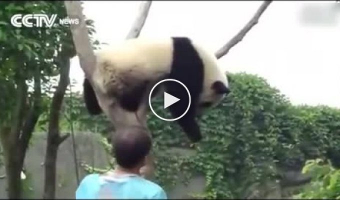 Как снять панду с дерева