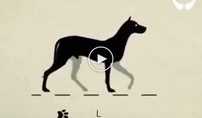 Как двигаются собаки