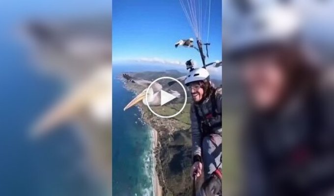 Пеликан присоединился к парапланеристу во время полета