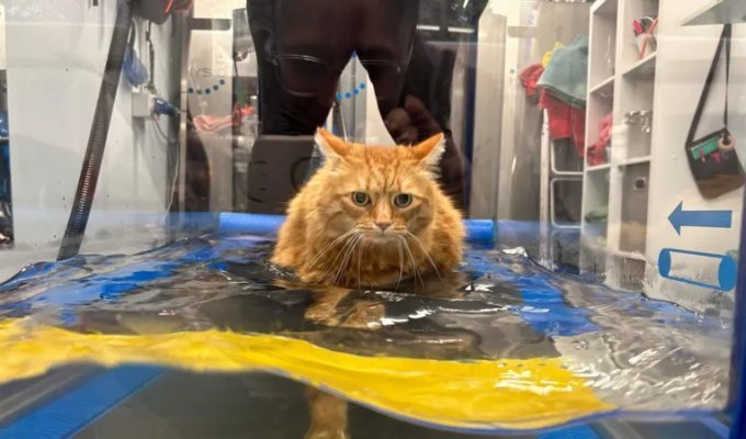 Диета не спасала: ветеринары помогли коту похудеть необычным способом (3 фото)