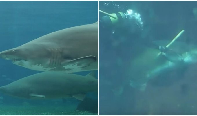 A pregnant shark attacked a veterinarian in South Africa (5 photos + 1 video)
