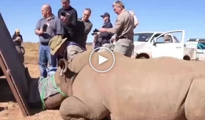 Ученые заражают рога носорогов радиацией для борьбы с браконьерами