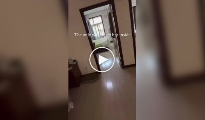 Кот обязательно отомстит
