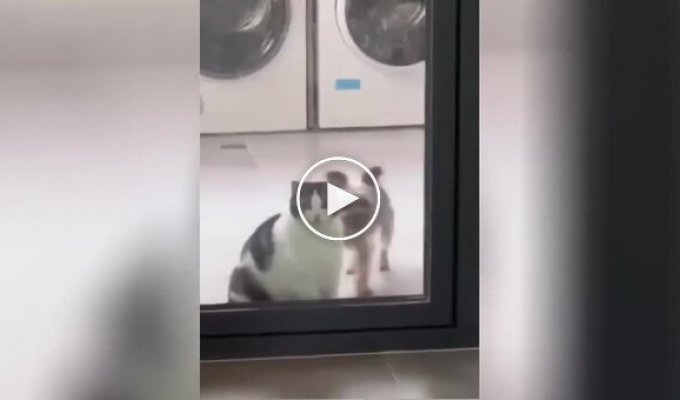 Funny attempts of a dog and a cat to open the door to the room