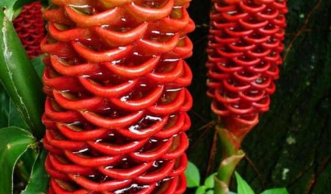 A selection of amazing and fantastic plants (18 photos)