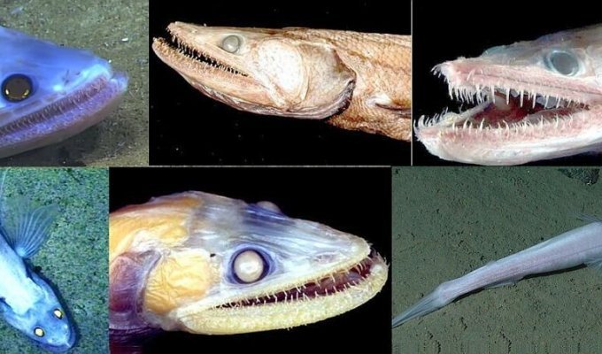 Рыба-ящерица: вот кто доминирует в океанской бездне (7 фото)