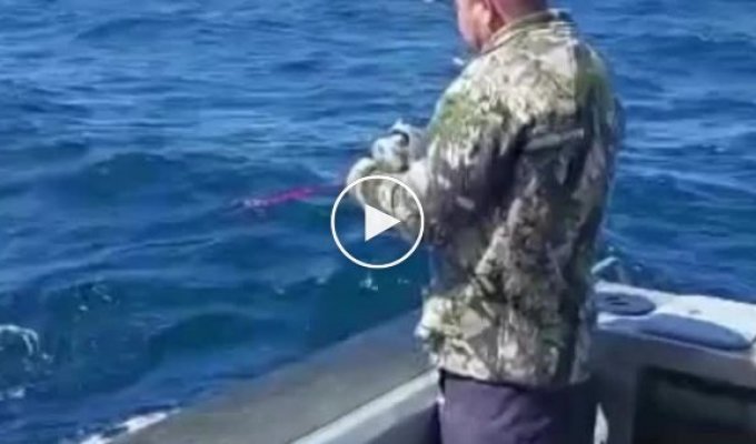 Акула вышла с моря, чтобы возмутится действиями рыбаков
