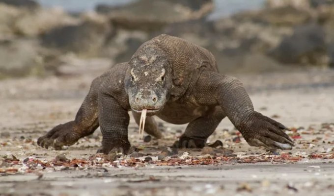 Komodo dragon: mega-lizards capable of taking down a buffalo (12 photos)