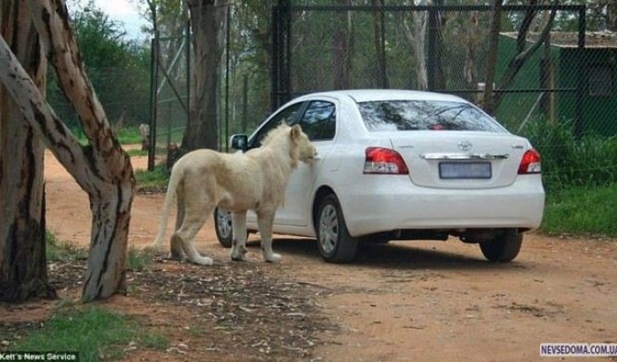 Лев, открывающий двери авто (5 фото)