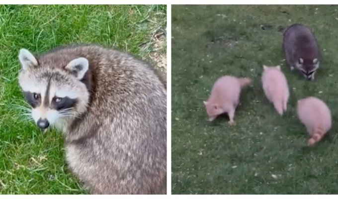 Mother-raccoon brought rare babies to visit (12 photos + 1 video)