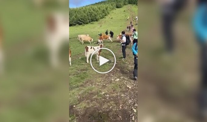 В Китае коровы напали на туриста, который тыкал в них тростью