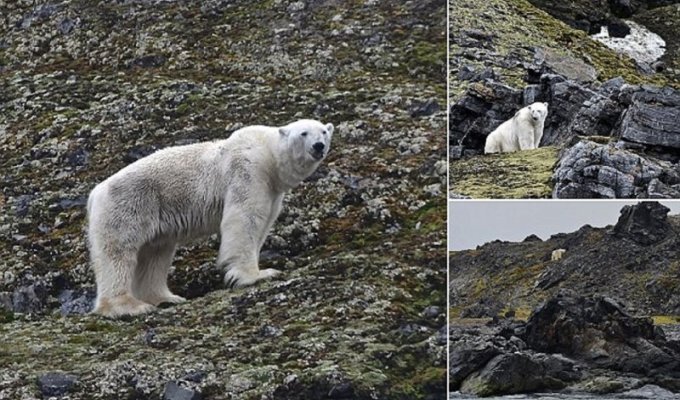 Белых медведей губит глобальное потепление: фотосвидетельства (11 фото)