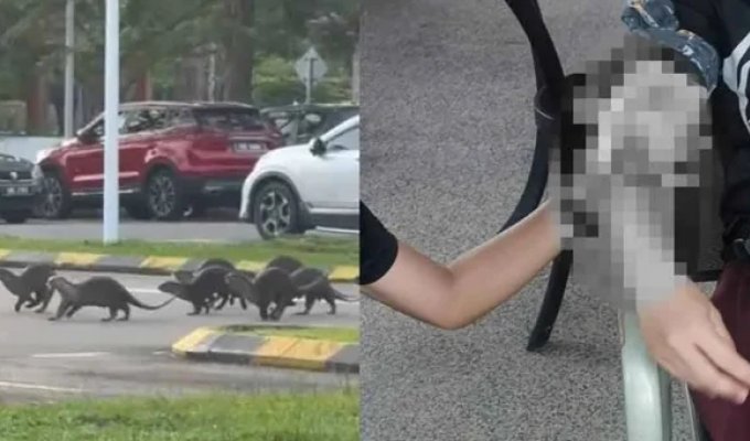 A pack of otters bit a runner in Malaysia (5 photos + 1 video)