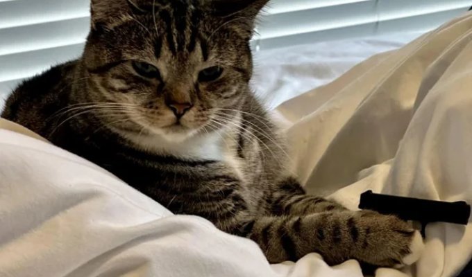 Коту понравился пистолет, напечатанный хозяином (4 фото)