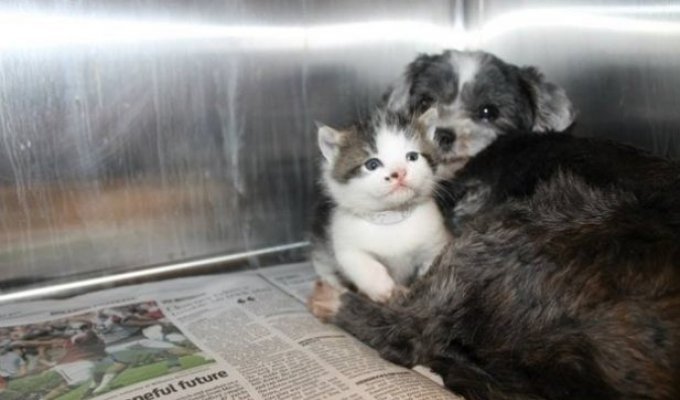 The dog rescued a tiny kitten and raised him like a puppy (8 photos)