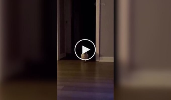 Пернатый потомок динозавров