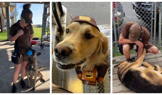 25 собак, которые очень любят почтовых курьеров (26 фото)