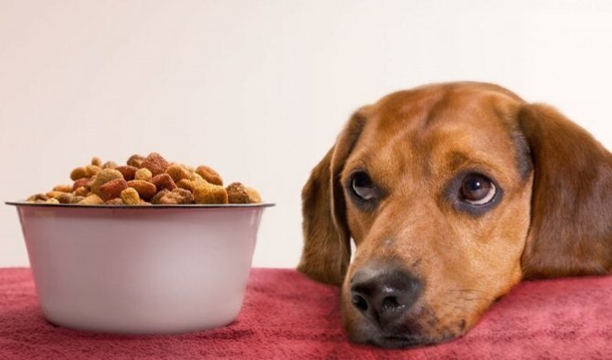 Почему собакам нельзя давать кошачий корм? (3 фото)