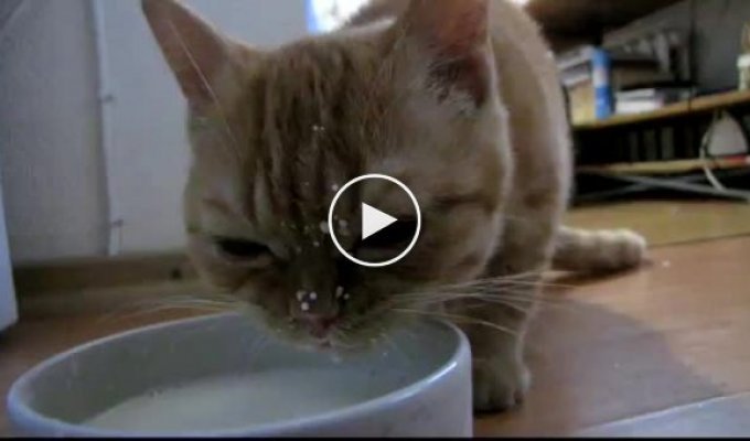 Милый котенок пьет молоко