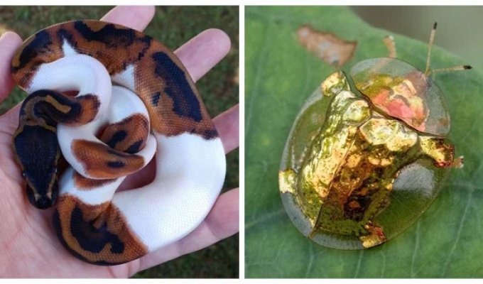 20 примеров нестандартных и аномальных красок природы (21 фото)