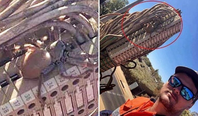 Австралиец обнаружил громадного паука на панели светофора (3 фото)