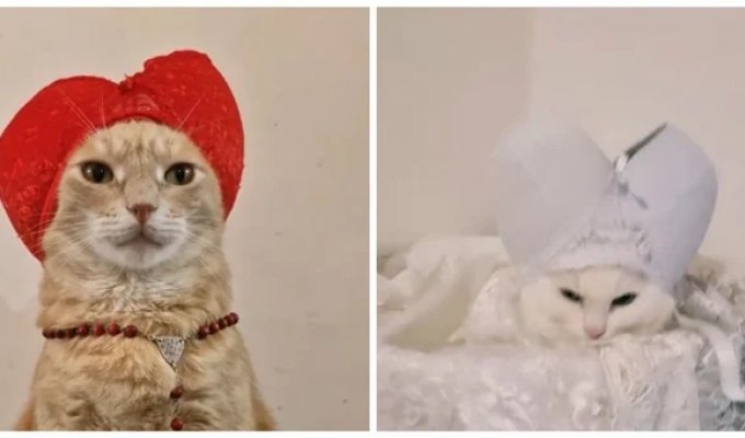 Его Котейшество - в сети нашли самых милых римских пап (3 фото + 6 видео)