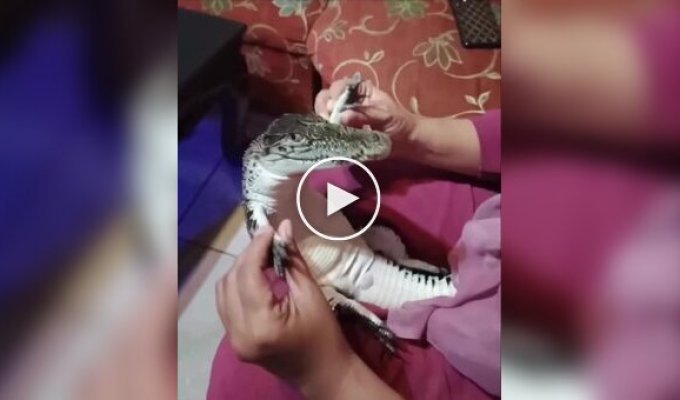 Самый счастливый крокодил в мире