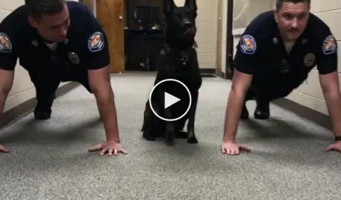 Полицейский пёс присоединился к офицерам во время тренировки