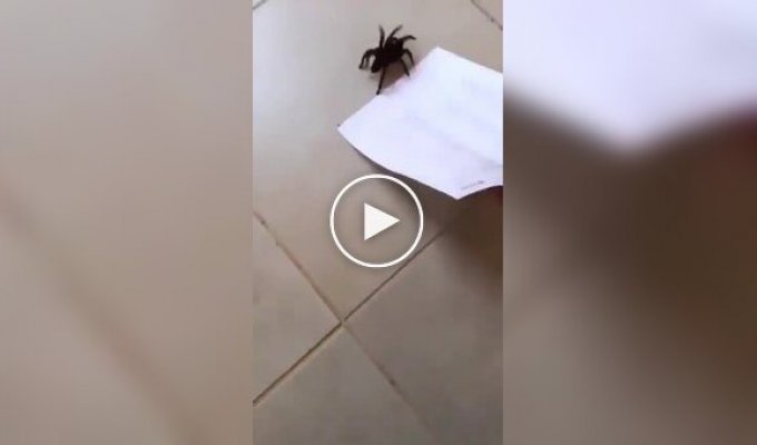 Spider rescue