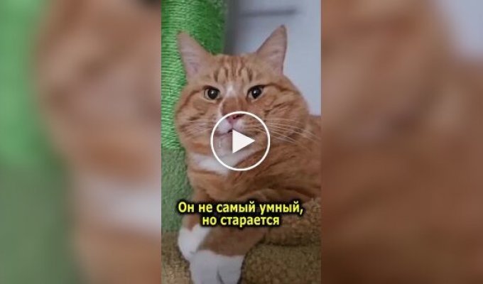 Особенный рыжий кот