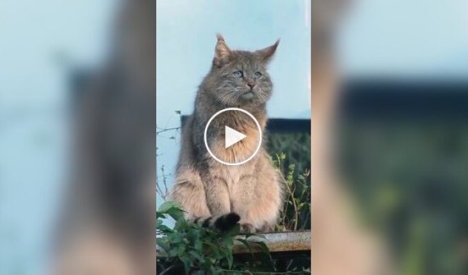 Редкая и загадочная кошка