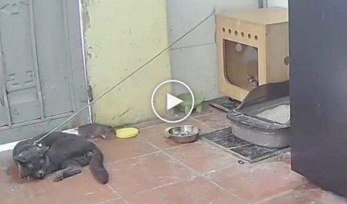 Ловушка для грызунов: как китаец заменил цепного пса котом