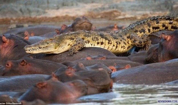Крокодил убит бегемотом (5 фото)