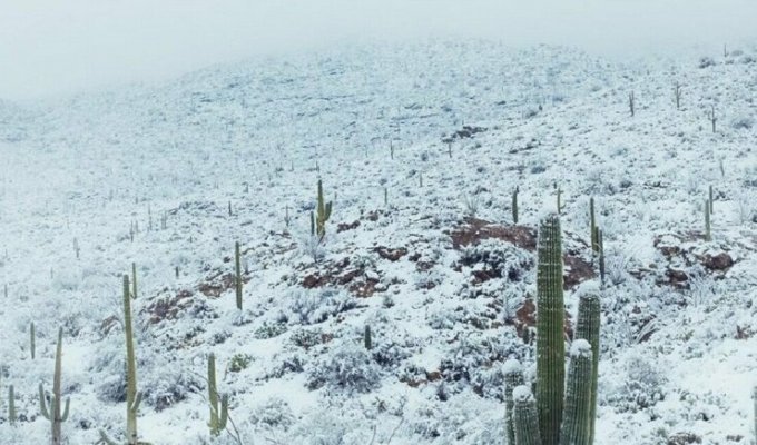 Кактусы в сугробах: в пустыне Аризоны выпал снег (17 фото)
