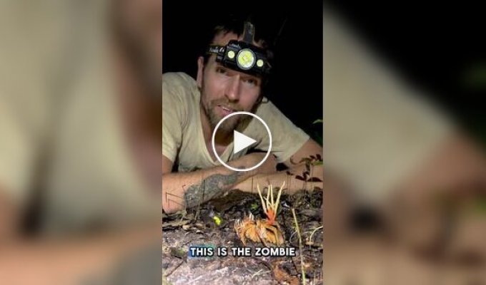 Tarantula fell victim to zombie mushroom