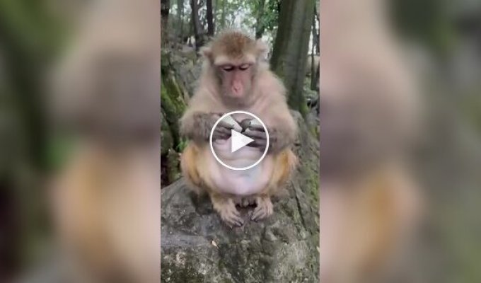 Мужчина дал обезьянке попробовать деликатес: она не оценила такого подарка