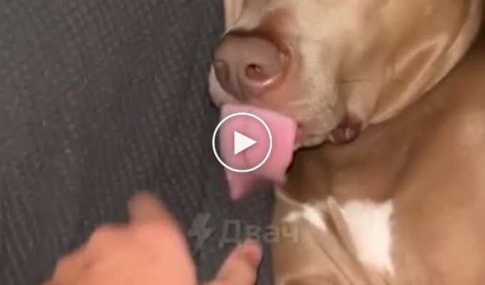 Sleeping dog tongue