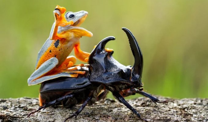 А кому 25 смешнейших лягушат? (27 фото)