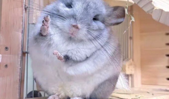 Подборка пушистой радости (6 фото + 5 видео)