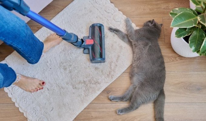 Уборка после домашних животных без шерсти на полу