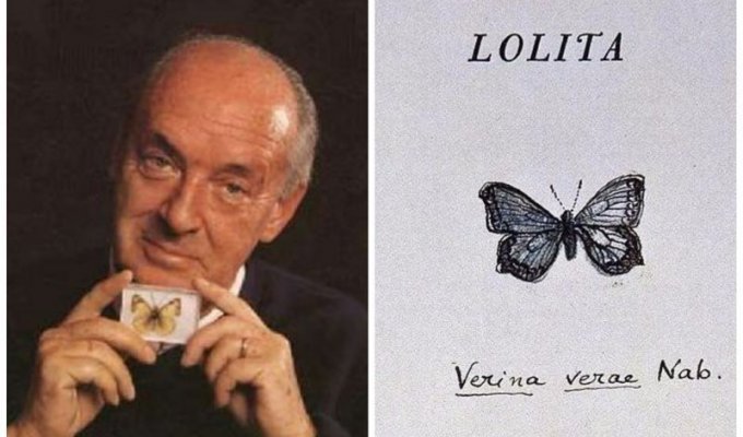 Тайные послания в книгах Набокова: что значили бабочки для жены великого писателя? (11 фото)