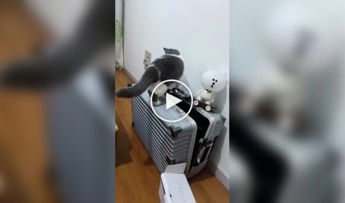 Кошки, которые сами себя загнали в ловушку