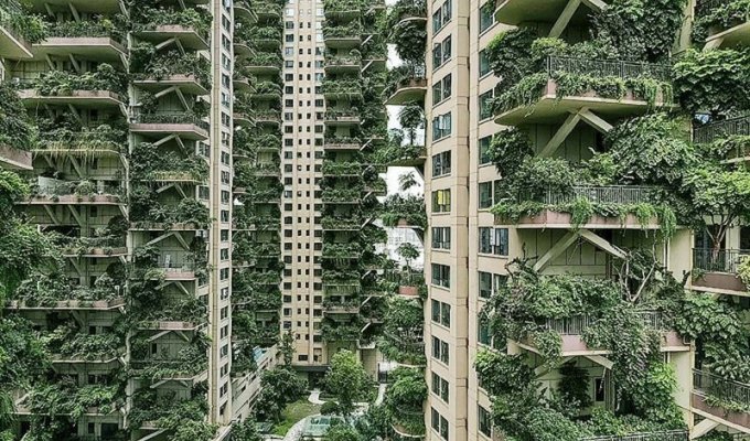 Новый жилой комплекс в Китае зарос зеленью и оккупирован комарами (11 фото + 1 видео)