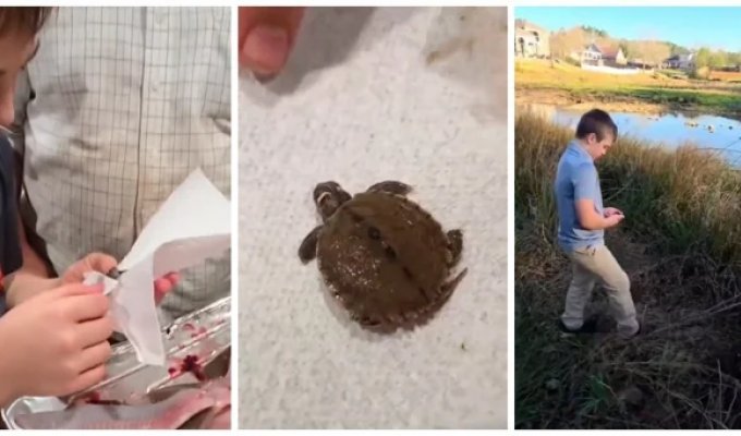 Отец и сын нашли внутри рыбы живого черепашонка (2 фото + 1 видео)