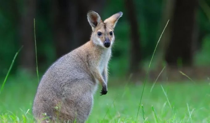 Residents of Great Britain were warned to beware of wallabies (5 photos)