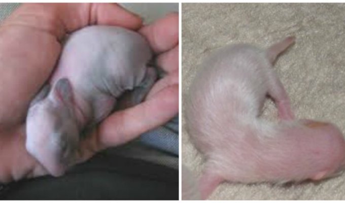 Парень думал, что нашел новорожденного крысенка в подъезде, но оказалось ... (5 фото)
