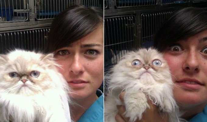 Котики, которые только что осознали, что их привели к ветеринару (22 фото)