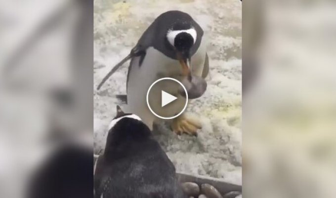 Пингвин показал, что знает толк в отношениях